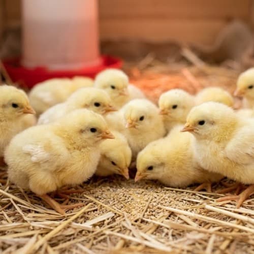 One Day Old Chicks